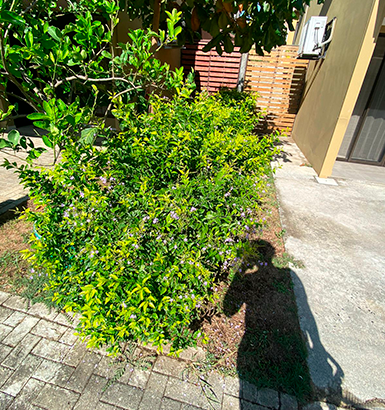 service single images